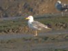 Yellow-legged Gull at Two Tree Island (Steve Arlow) (74520 bytes) Yellow-legged Gull at Two Tree Island (Steve Arlow) (74520 bytes)